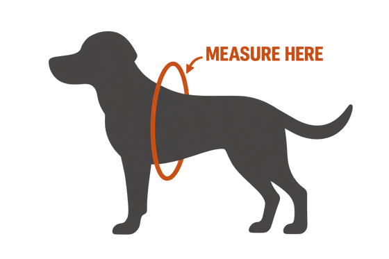 Where to measure your dog